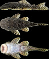Hopliancistrus (10.1371-journal.pone.0244894) Figure 4f