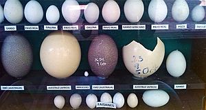 Archivo:Huevos por especie de ave