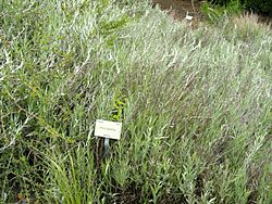 Hyalis argentea - University of California Botanical Garden - DSC08956.JPG