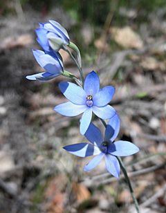 Jarrahdale Flower 2.jpg