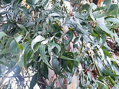 Archivo:Leaves of Eucalyptus viminalis