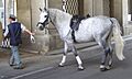 Lipizzaner DSC02443