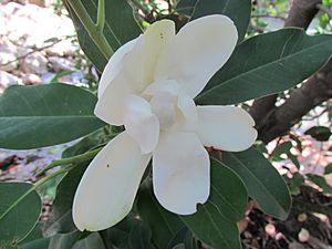 Archivo:Magnolia pacifica