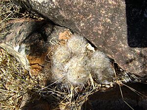 Archivo:Mammillaria guelzowiana (5729401939)