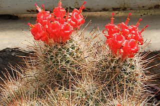 Mammillaria poselgeri.jpg