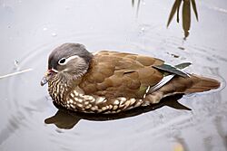 Mandarin Duck (Aix galericulata) female, Beauchief, Sheffield - geograph.org.uk - 7147339.jpg