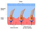 Membranaotolitica2