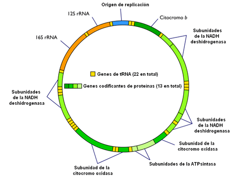 Archivo:Mitochondrial genome (spanish)