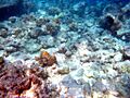 Moofushi bleached corals