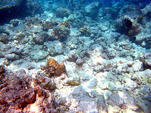 Archivo:Moofushi bleached corals