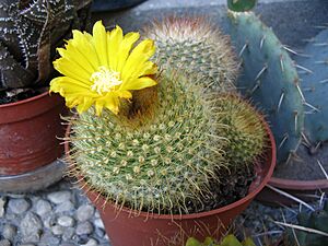 Archivo:Parodia microsperma