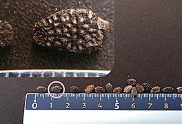 Passiflora ligularis - seeds with inset