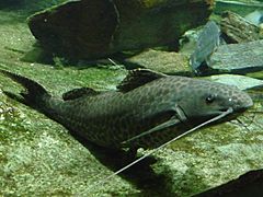 Perrunichthys perruno.JPG