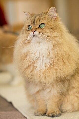 Persian in Cat Cafe.jpg