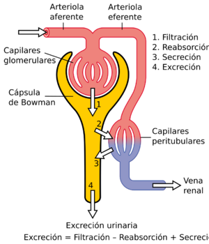 Archivo:Physiology of Nephron es