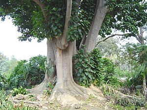 Archivo:Phytolacca dioica