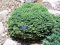 Picea glauca little globe MN 2007