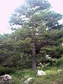 Pimus sylvestris-subsp nevadensis