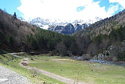 Archivo:Pirineo Selva de Oza 2