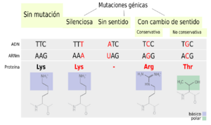 Archivo:Point mutations-es