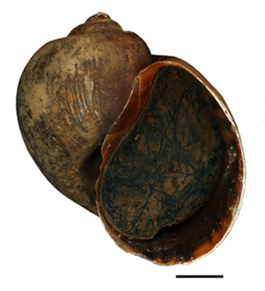 Pomacea maculata shell.png