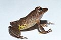 Pristimantis cruentus2