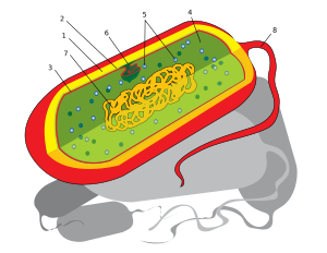 Archivo:Prokaryote cell diagram international