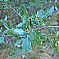 Quercus vaseyana (Vasey Oak) plant