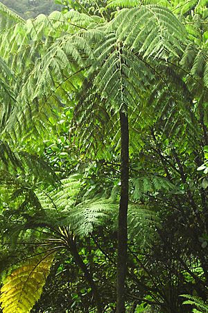 Archivo:Rainforest near Belle - Dominica