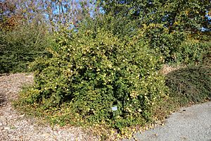 Archivo:Rosa roxburghii - Quarryhill Botanical Garden - DSC03250