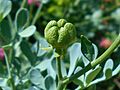 Ruta graveolens 2018-07-09 4849