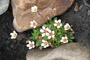 Archivo:Saxifraga rivularis IMG 4018 bekkesildre longyearbyen