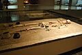 SkeletonChiapaRegMusTuxtla