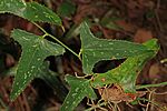 Smilax bona-nox, Colt Creek State Park, Lakeland, Florida