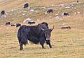 Song Köl lake, Kyrgyzstan (30035211076)