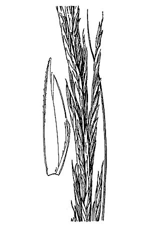 Archivo:Spartina alterniflora illustration