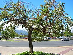 Archivo:Starr 060922-9113 Erythrina crista-galli