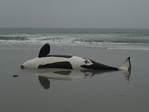 Archivo:Stranded Orca