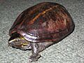 Striped Mud Turtle 20090306 rbrown