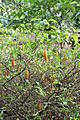 Tabernanthe iboga MS 4098