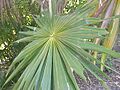 Thrinax radiata1