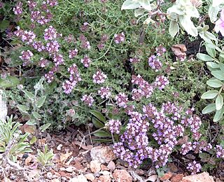 Thymus camphoratus.jpg
