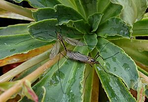 Archivo:Tipulidae crane fly mating
