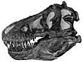 Tyrannoskull