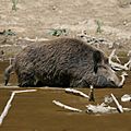Wild Boar Habitat quadrat