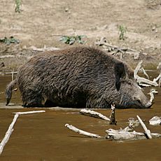 Wild Boar Habitat quadrat.jpg