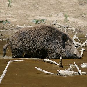 Archivo:Wild Boar Habitat quadrat