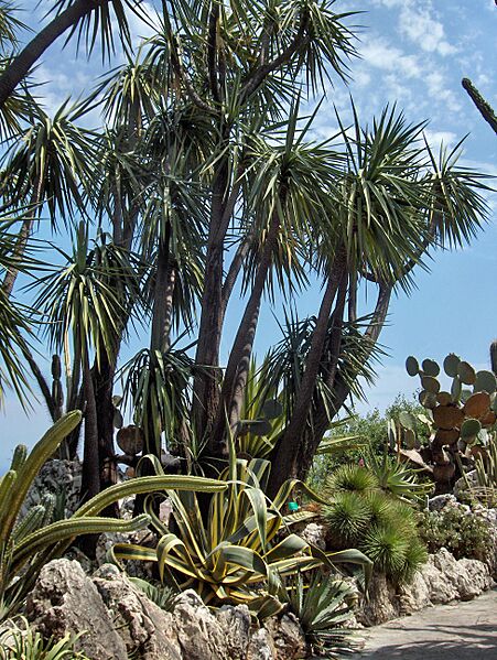Yucca schottii Monaco.Jardin exotique014