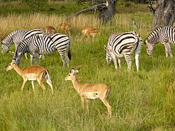 Zebras chobe national park.jpg