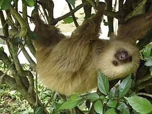 Archivo:2 toed sloth